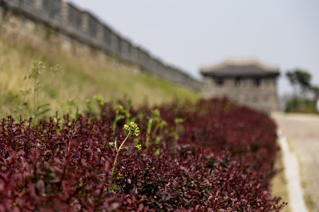 Free Compatriots Day Korea photo and picture
