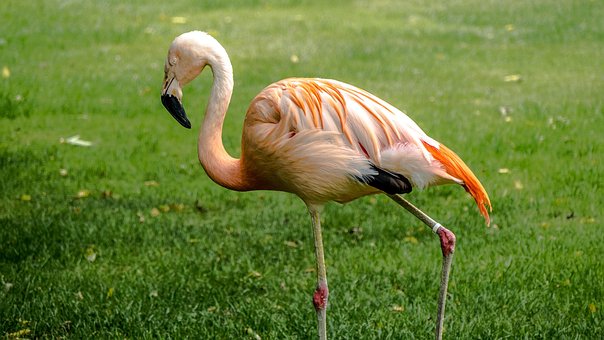 Flamingo, Natur, Dyr, Fugl, Dyreliv