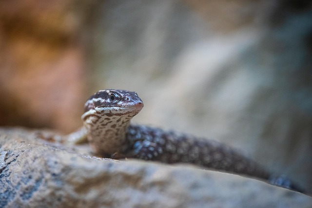 Free Lizard Zoo photo and picture