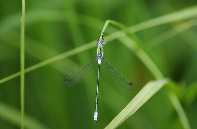 Libelle, Pałątka Allgemeine, Leuchtende