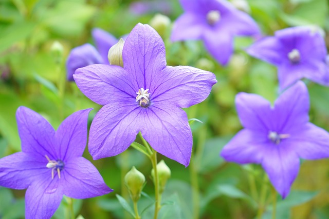 Blomst, Smukke Blomster, Blomst Tapet