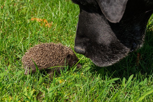 Free Touch Fauna photo and picture
