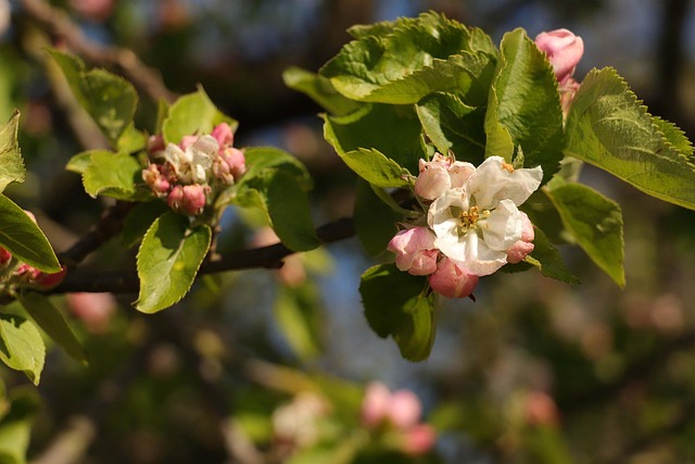Kirschblüte, Natur, Blüten, Frühling
