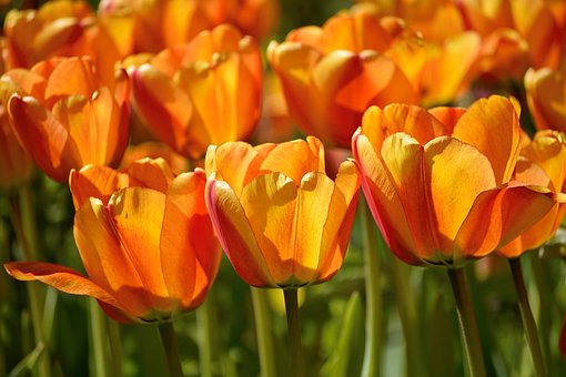 Free Tulips Orange photo and picture