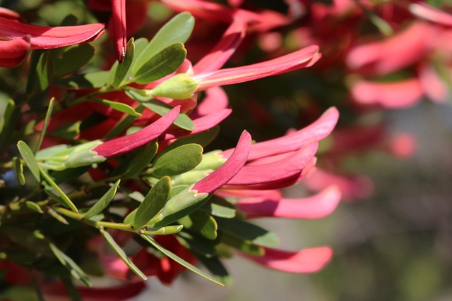 200+ Free Native Plants & Nature Images - Pixabay