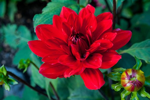 Dahlia, Blomst, Natur, Rød, Grøntsager