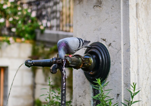 Free Pigeon Bird photo and picture