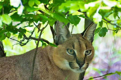 Free Caracal Animal photo and picture