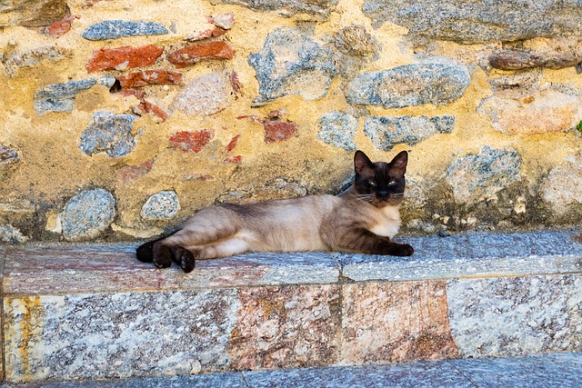 Free Animals Cat photo and picture