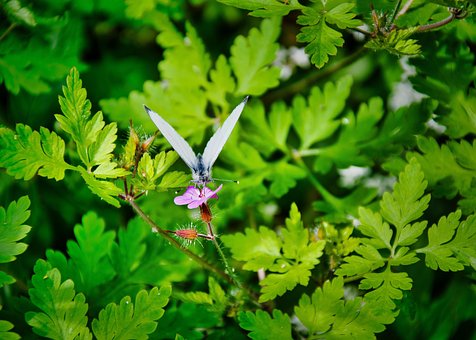 Free Plant Nature photo and picture