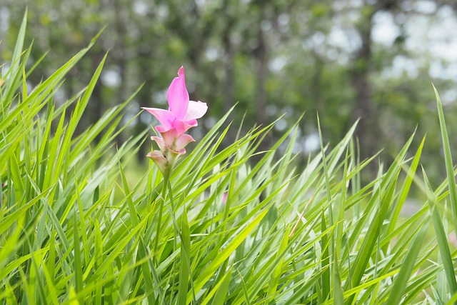 Flower, Grass, วอลล์เปเปอร์ดอกไม้, Green
