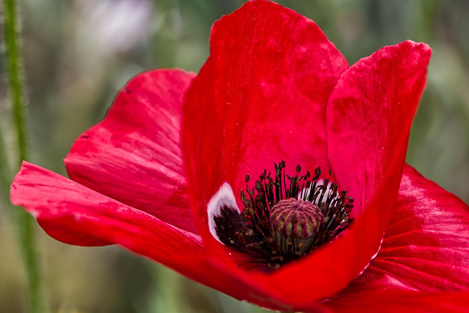 花 ポピーの花 赤 Pixabayの無料写真