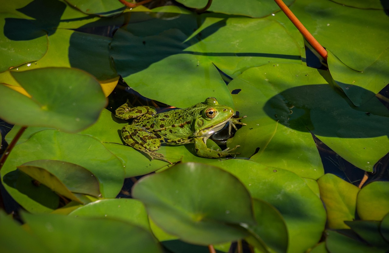 Pond - free online jigsaw puzzle photo