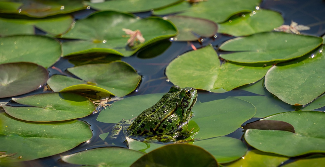 Pond - free online jigsaw puzzle photo