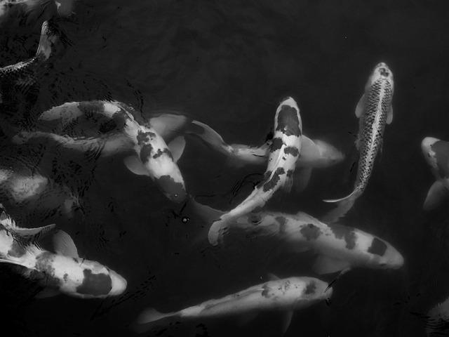 Free Koi Carp photo and picture