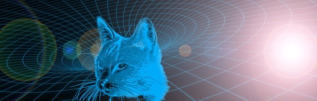 Banner, Tier, Schwarz, Katze, Header
