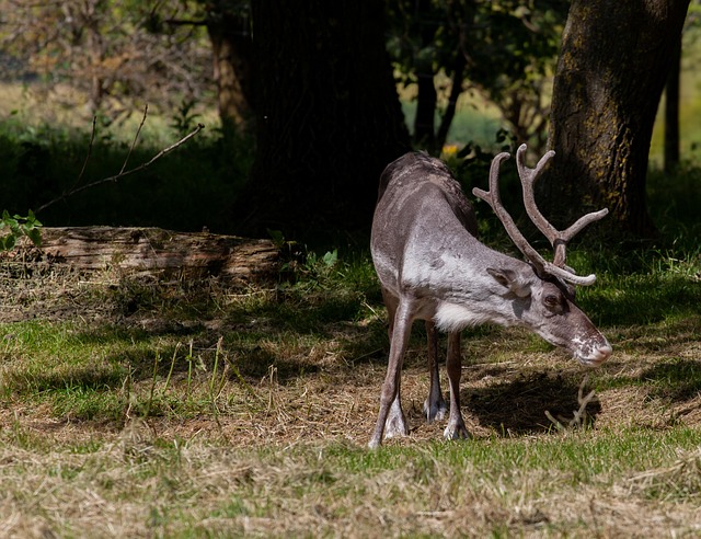reindeer, reindeer in forest, reindeer grazing, one reindeer, antlers, horn, deer, stag, animal, nature, wildlife, antler, seasonal, reindeer, reindeer, reindeer, reindeer, reindeer, stag