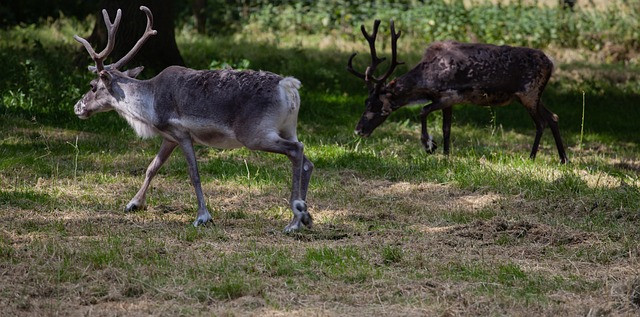 reindeer, reindeer in forest, reindeer grazing, two reindeer, antlers, horn, deer, stag, animal, nature, wildlife, antler, seasonal, reindeer, reindeer, reindeer, reindeer, reindeer