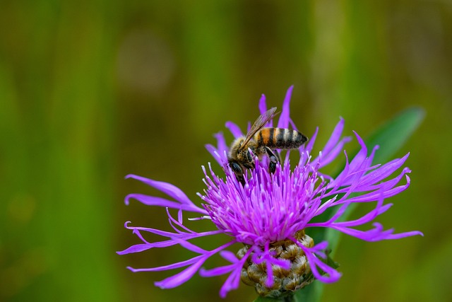 Blomst, Vakre Blomster, Blomst Bakgrunn
