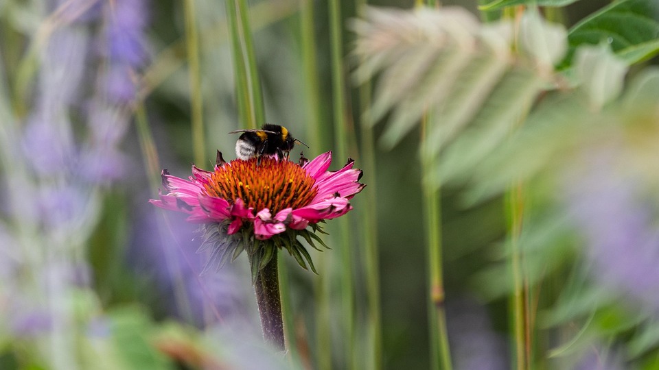 Bumblebee Insects Flower - Free photo on Pixabay - Pixabay