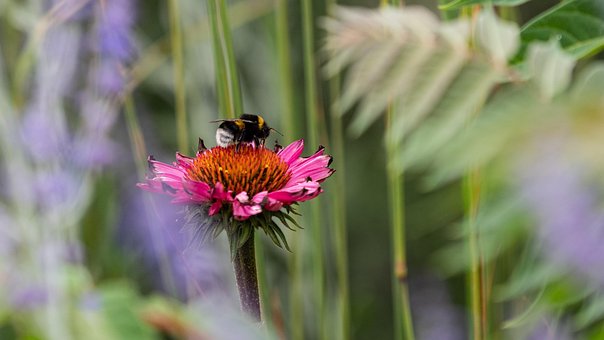 Humlebi, Insekter, Blomst, Blomst Tapet