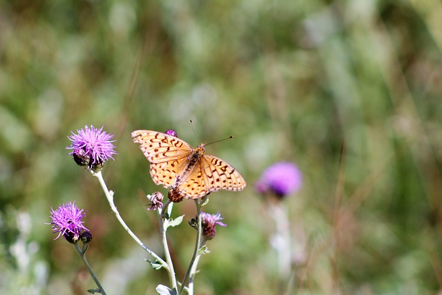 Free Butterfly Monarch photo and picture