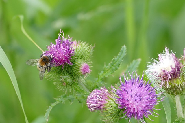 Download free HD stock image of Thistle Bumblebee Free Thistle Bumblebee photo and picture