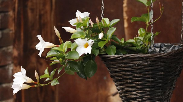 Blomster, Søppelbøtte, Sommer, Romantisk