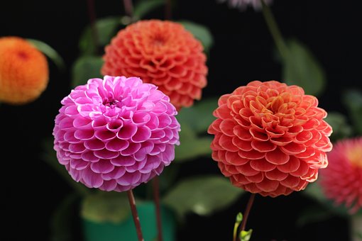 Dahlia Blumen, Blumen, Blüte, Pflanze