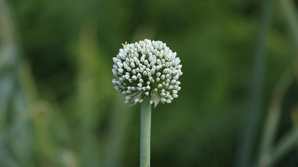 Blomst, Blomst Tapet, Løk, Sommer, Natur