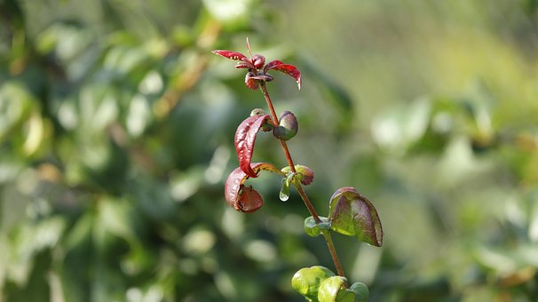 Blomst, Vakre Blomster, Blomst Tapet