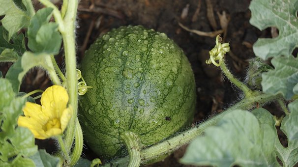 Vannmelon, Frukt, Sommer, Natur, Hage