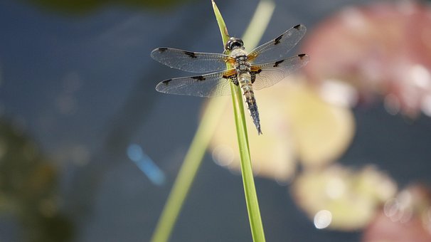 Øyenstikker, Insekt, Nature, Wing