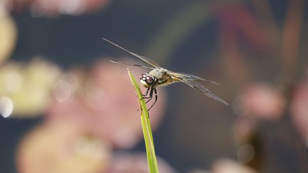 Øyenstikker, Insekt, Nature, Wing