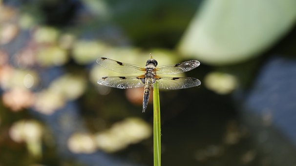 Øyenstikker, Insekt, Nature, Wing