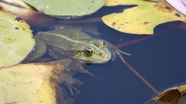 Frosk, Natur, Amfibier, Vann, Ledd
