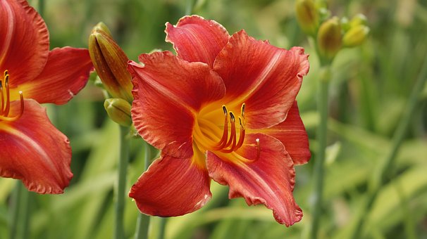 Daylilies, Vakre Blomster, Blomst, Natur