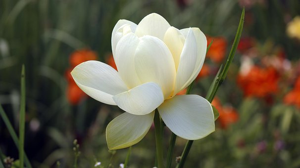 Lotus, Blomst, Vakre Blomster