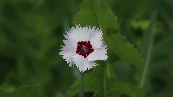 Rosa, Vakre Blomster, Blomst Tapet