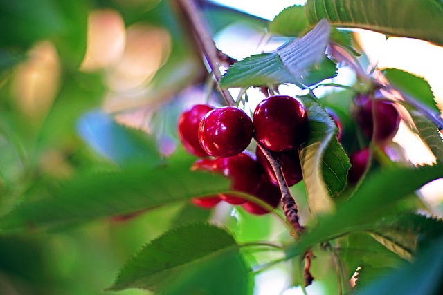 Free Cherry Tree photo and picture