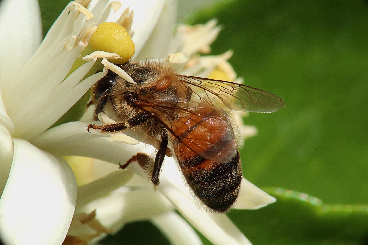 Bee - free online jigsaw puzzle photo