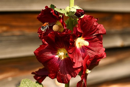 Sommer, Makro, Blume, Hummel, Bardot