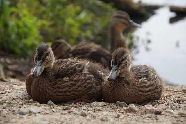 Free Ducks Wild photo and picture