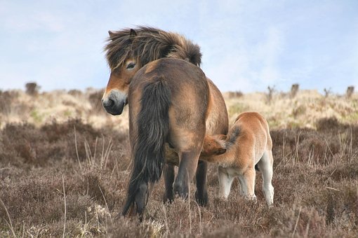 Exmoor, Pferd, Natur, Pony, Anmutig