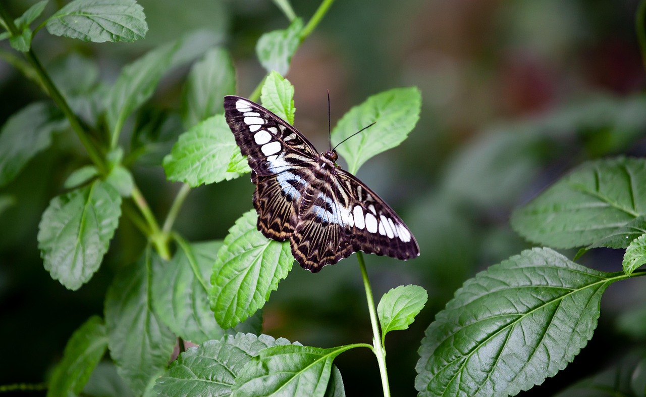 Common Sergeant Vlinder, Common Sergeant