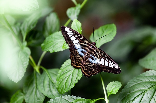 Common Sergeant Vlinder, Common Sergeant