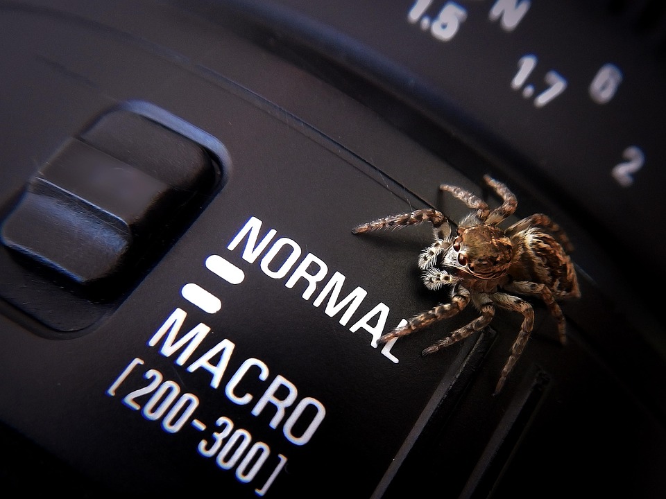 Spider Macro Photography - Free photo on Pixabay