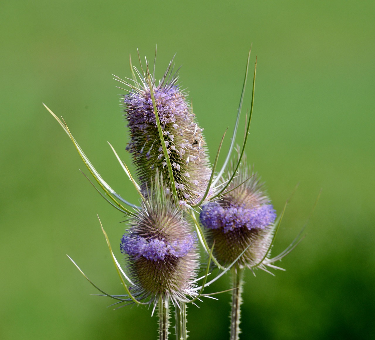 蓟 植物 植物区系 - Pixabay上的免费照片 - Pixabay