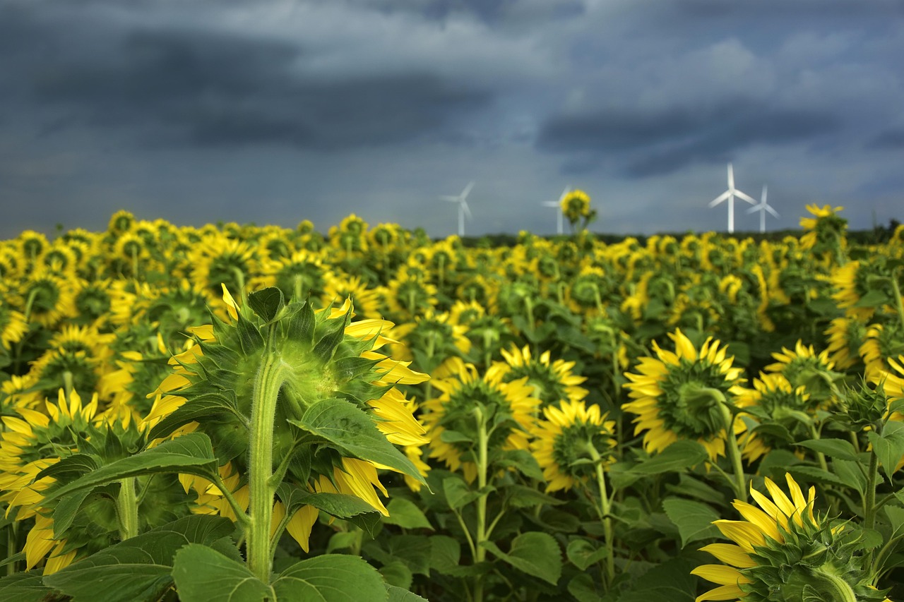 Sunflowers - free online jigsaw puzzle photo