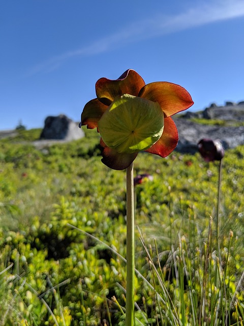Free Northern Pitcher Flower photo and picture